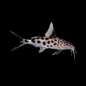 Silver Multipunctatus Synodontis Catfish (4 Cm)