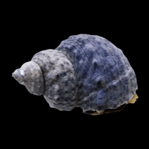 Brunneus - TURBO BRUNNEUS