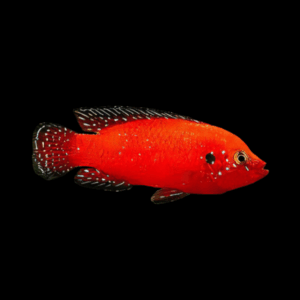 Turkana Jewel Cichlid (3 - 4 Cm)
