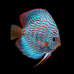 Blue Turquoise Discus (3Cm (4Cm))