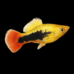 Red Tuxedo Platy (2 - 2,5 Cm)