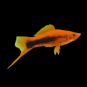Tuxedo Swordtail (4 - 5 Cm)