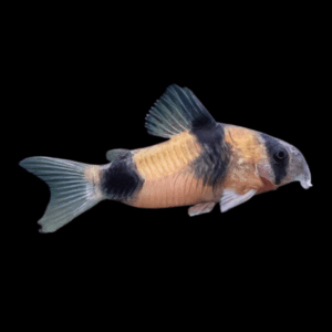 Weitzmani Corydoras (2 - 2,5 Cm)