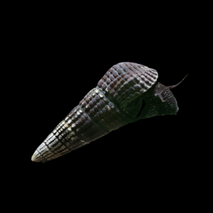 Black Antena Snail (5 - 9cm)