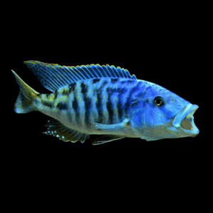 Tyrannochromis Nigriventer Cichlid (5 - 6 Cm)
