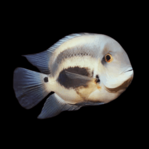 Triangle Cichlid (3 - 4 Cm)