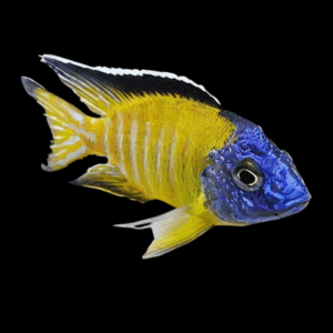 Aulonocara Usisya Neon Blue Peacock Cichlid (4 - 5 Cm)