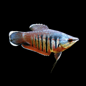 Vaillanti Gourami (2 - 3,5 Cm)