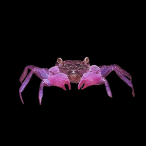 Violet Vampire Crab (2 - 3 Cm)
