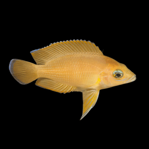 Variabillchromis Moorii Cichlid (4 - 5 Cm)
