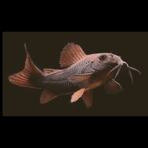 Black Venezuela Corydoras (1,5 - 2 Cm)