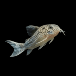Violet Similis Corydoras (2,5 - 3 Cm)