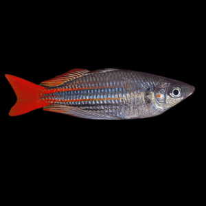 Western Rainbow Fish (4 - 5 Cm)