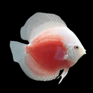 Red Melon Discus (10Cm (12,5Cm))