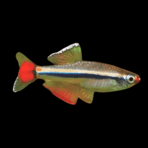 White Cloud Mountain Minnow (> 3 Cm)