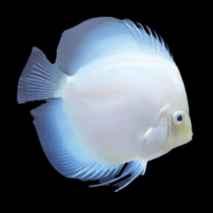 White Diamond Discus (10Cm (12,5Cm))