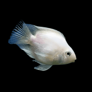 White Parrot Cichlid (5 - 6 Cm)