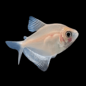 Albino Black Widow Tetra (> 3 Cm)