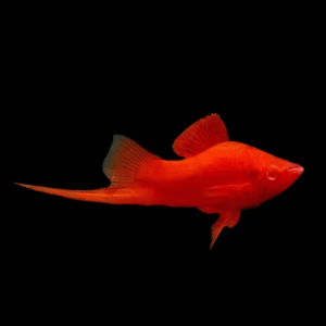 Wien Broccoli Swordtail (3 - 4 Cm)