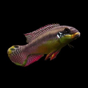 Red Nigerian Kribensis (3 - 4 Cm)