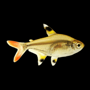 X-Ray Tetra (2 Cm)