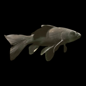 Goldfish Black Carassius Auratus - 10cm X 10