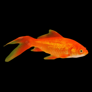 XL Goldfish Red Carassius Auratus 20cm X 6