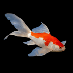 Goldfish Sarasa Red and White Comet Carassius Auratus - 10cm X 10