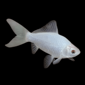 Goldfish White Carassius Auratus - 10cm X 10
