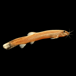 Golden Weather Dojo Loach Misgurnus Anguillicaudatus 5cm X 6