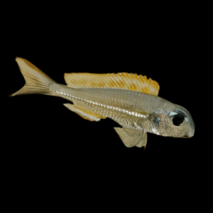 Xenotilapia Ornatipinis (4 - 5 Cm)