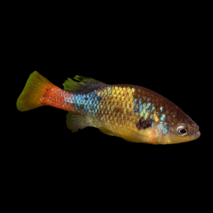 Eisen’S Goodeid Xenotoca Eiseni (3,5 - 4,5 Cm)