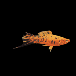 Berlin Swordtail (4 - 5 Cm)