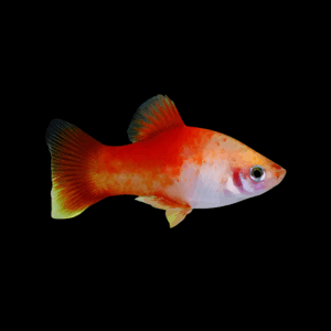 Apple Platy (3 - 4 Cm)