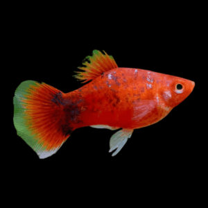 Berlin Platy (3 Cm)