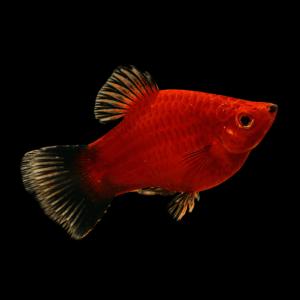 Wag Tail Coral Platy (3 - 3,5 Cm)