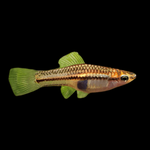 Pygmy Swordtail (2 Cm)