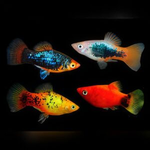 Assorted Platy (3 - 4 Cm)