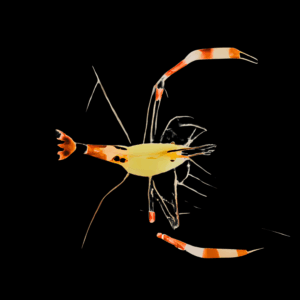Boxing Red Banded Coral Shrimp - M