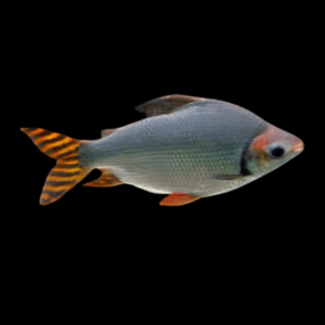 Red Flagtail Barb (10 - 13 Cm)