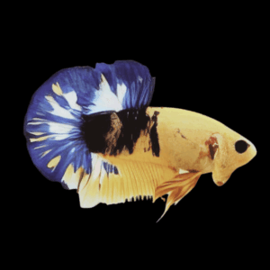 Plakat Hellboy Yellow Male Fighting Fish (Xl)