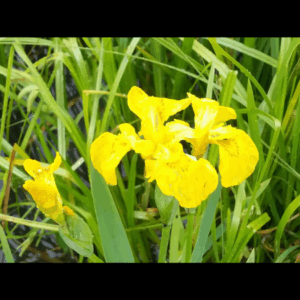 Yellow Flag Iris X 6