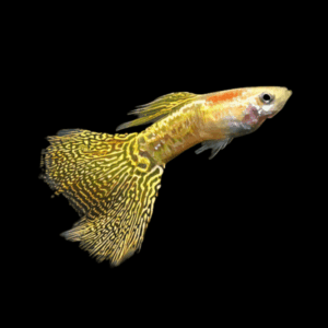 Male Yellow Guppy (3 - 4 Cm)