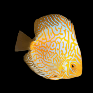 Pigeon Blood Golden Checkerboard Discus (10Cm (12,5Cm))