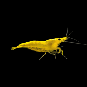 Yellow Fire Shrimp (1 - 1,5 Cm)