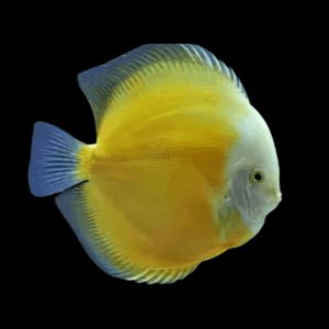 Golden Yellow Discus (10Cm (12,5Cm))