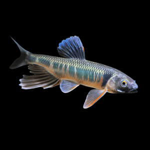 Freshwater Sprat (4 - 5 Cm)