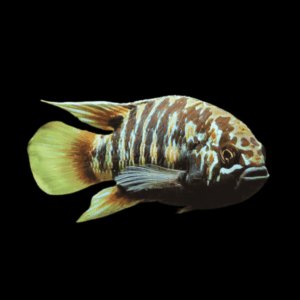 Zebra Acara Dwarf Cichlid (3 - 4 Cm)