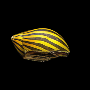 Paralella - Zebra Nerite Snail (0.5 - 2cm)