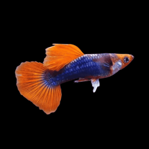 Pair Red Tuxedo Tri Colour Guppy (3,5 Cm)